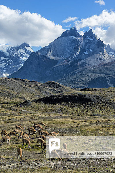 Guanaco herd grazing in the steppes of Torres del Paine National Park  Chilean Patagonia  Chile  South America