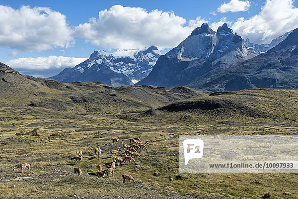 Guanaco herd grazing in the steppes of Torres del Paine National Park  Chilean Patagonia  Chile  South America
