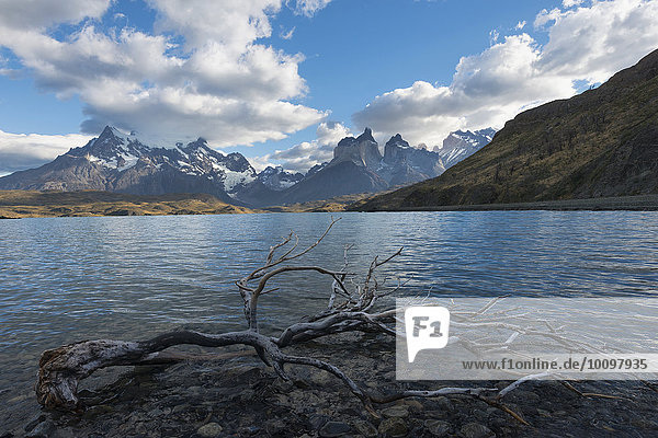 Toter Baum im Wasser  Lago Pehoe und Cuernos del Paine  Nationalpark Torres del Paine  Patagonien  Chile  Südamerika