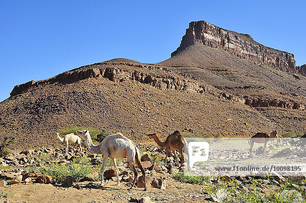 Dromedare in der Berglandschaft am Amogjar Pass  bei Atar  Region Adrar  Mauretanien  Afrika