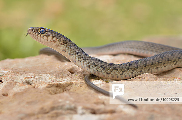 Semiadult large whip snake (Dolichophis jugularis)  Lycian Coast  Lycia  Southwest Turkey