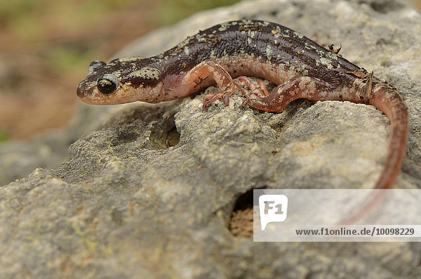 Adulter Lykischer Salamander (Lyciasalamandra luschani finikensis) bei Arykanda  Lykische Küste  Lykien  Südwest-Türkei