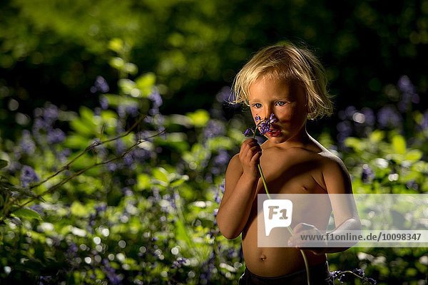 Young boy smelling bluebell in bluebell forest
