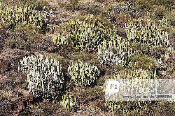 Kandelaber-Euphorbien (Euphorbia canariensis)  La Palma  Kanarische Inseln  Spanien  Europa