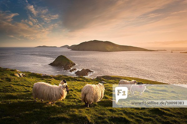 Schafe weiden am Hang,  Blasket Inseln,  County Kerry,  Irland