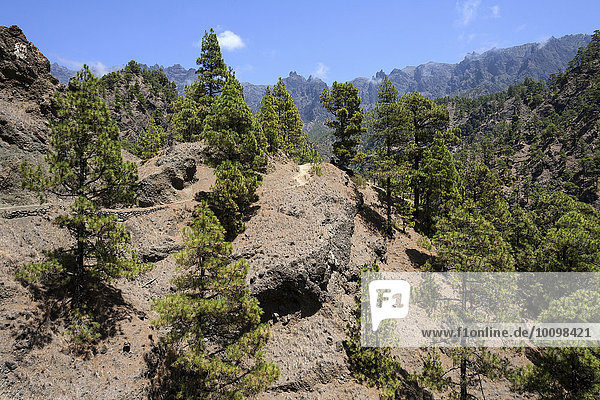 Wanderweg durch lichten Kiefernwald  Kanarische Kiefer (Pinus canariensis)  Nationalpark Caldera de Taburiente  La Palma  Kanarische Inseln  Spanien  Europa