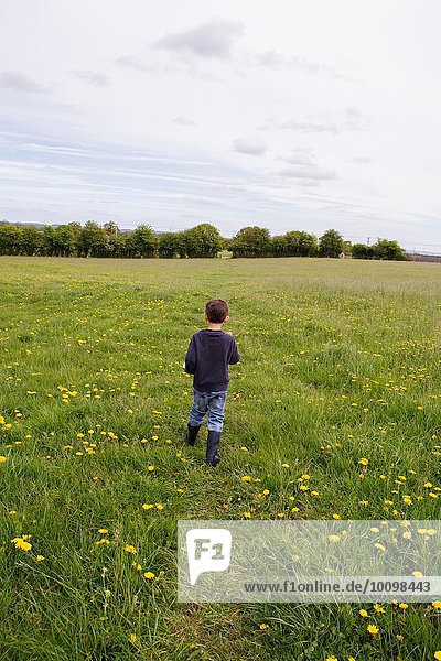 Rear view of boy walking through a field of dandelions and buttercups