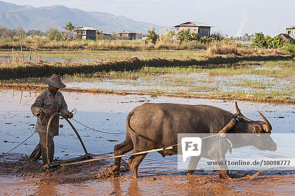 Local farmer plowing a rice field with water buffalo  near Ling Gin  Inle lake  Shan State  Myanmar  Asia