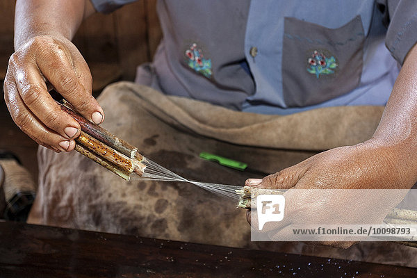 Herstellung von Fäden aus den Stängeln der Lotuspflanzen  Lotusblütenweberei  Paw Khone  Inle-See  Shan-Staat  Myanmar  Asien