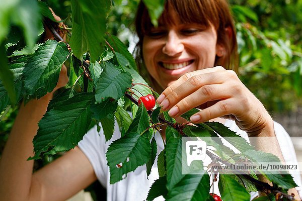 Mittlere erwachsene Frau pflückt Kirsche vom Kirschbaum  lächelnd