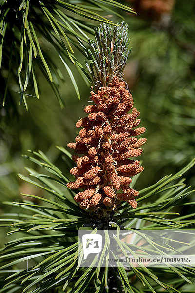 Kiefernblüte Kiefer (Pinus sp.) Schweden Europa