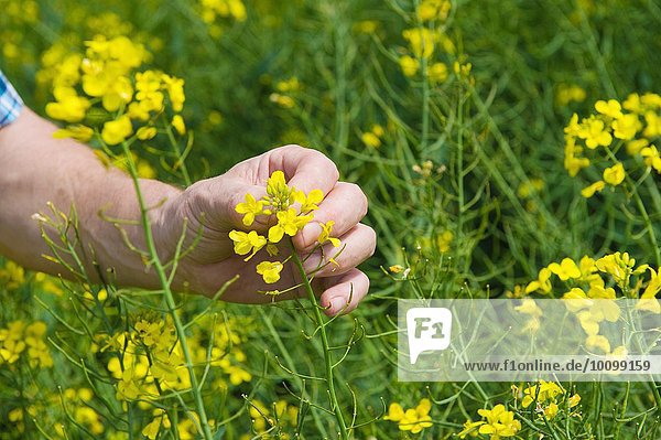 Nahaufnahme der männlichen Landwirte  die die gelbe Blüte der Ackersenfpflanze untersuchen