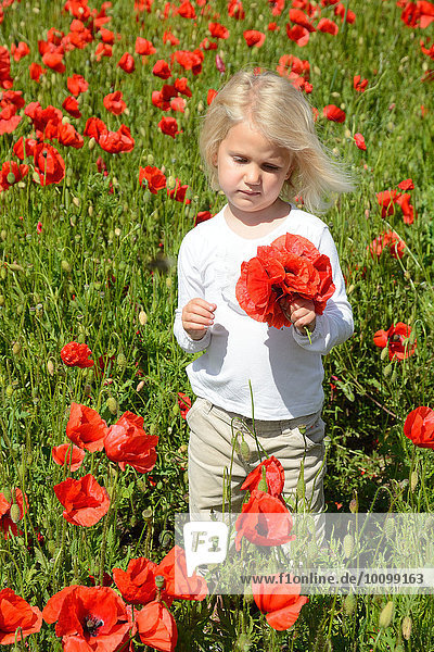 Mädchen 4 Jahre pflückt Mohnblumen Ystad Schweden Europa