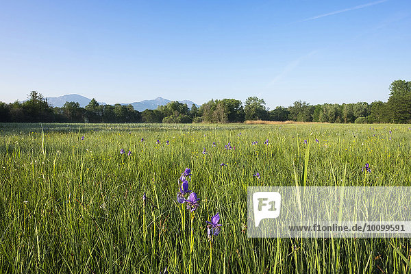Sibirische Schwertlilie (Iris sibirica) auf Moorwiese  Naturschutzgebiet Mündung der Tiroler Achen  Grabenstätt  Chiemgau  Oberbayern  Bayern  Deutschland  Europa
