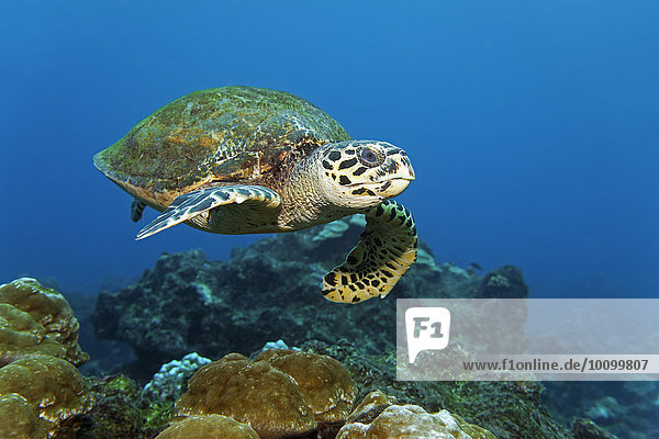 Unechte Karettschildkröte (Caretta caretta) schwimmt übers Riff  Cocos Island  Kokosinsel  Costa Rica  Nordamerika