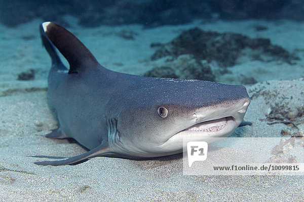 Whitetip reef shark (Triaenodon obesus) lying on sandy seabed  Cocos Iceland  Cocos Island  Costa Rica  North America