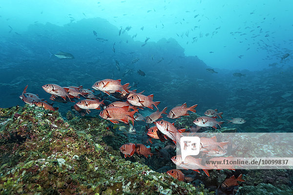 Shoal of blotcheye soldierfish (Myripristis berndti) above coral reef  Cocos Island  Costa Rica  North America
