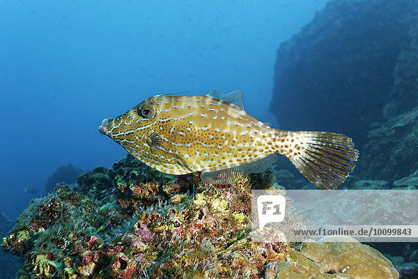 Schriftfeilenfisch (Aluterus scriptus) über Korallenriff  Cocos Island  Kokosinsel  Costa Rica  Nordamerika