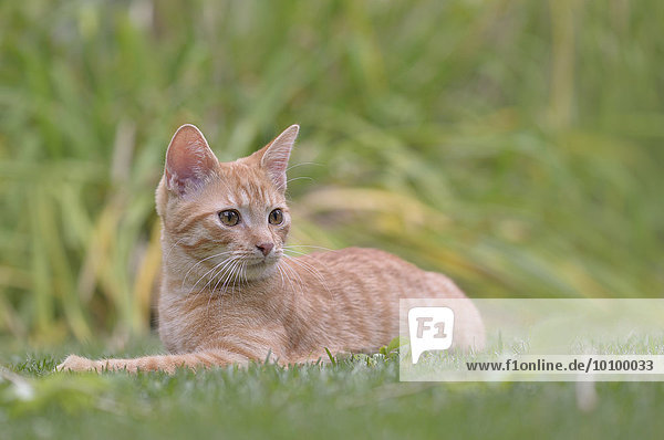 Young domestic cat (Felis silvestris catus) lying on garden lawn  Saxony-Anhalt  Germany  Europe