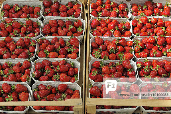 Frische Erdbeeren (Fragaria sp.) in Schalen an einem Marktstand  Baden-Württemberg  Deutschland  Europa