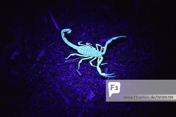 Madagassischer Skorpion unter UV-Licht  Regenwälder der Insel Nosy Mangabe  Madagaskar  Afrika