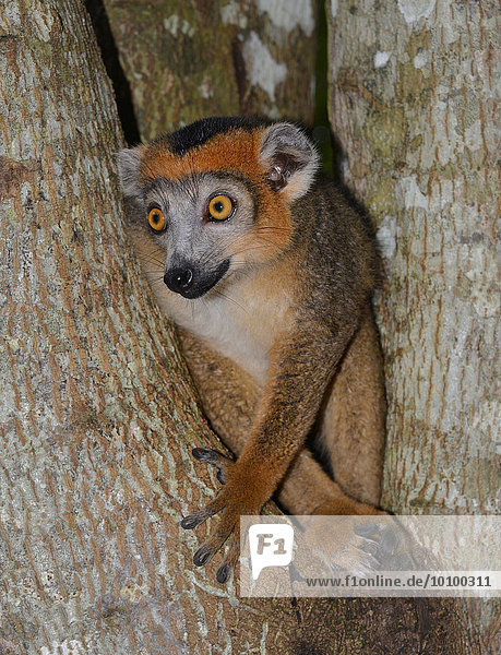 Kronenmaki (Eulemur coronatus)  junges Männchen  Trockenwälder des Ankarana-Nationalparks  Madagaskar  Afrika
