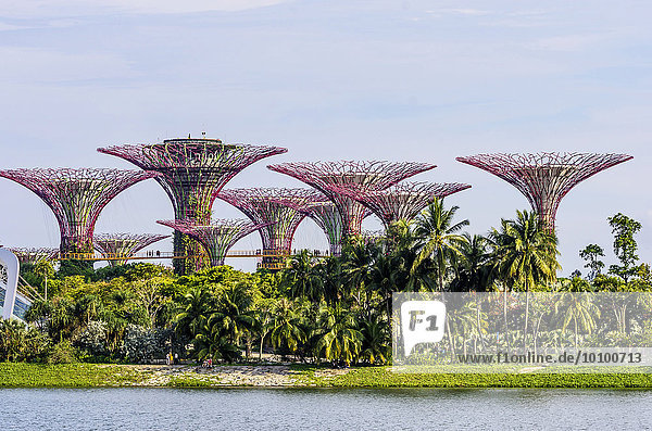 Supertrees  Gardens by the Bay  Singapore  Indonesia  Asia