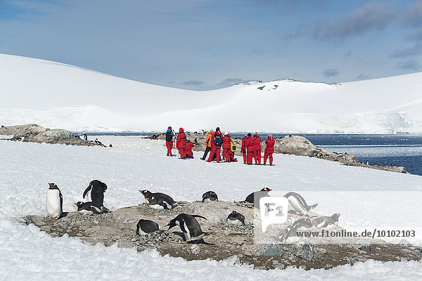 Group of people looking at a small colony of Gentoo Penguins sitting on a rock in the Antarctic.