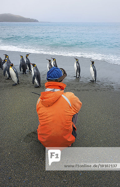 Person taking pictures of a group of King Penguins on a beach in South Georgia.