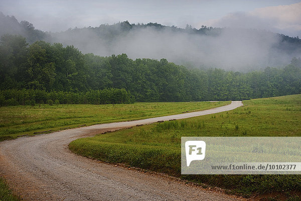 Kurviger ländlicher Feldweg durch ein nebelverhangenes Waldgebiet in Tennessee.