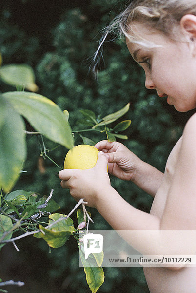 Baum Zitrusfrucht jung Zitrone aufheben