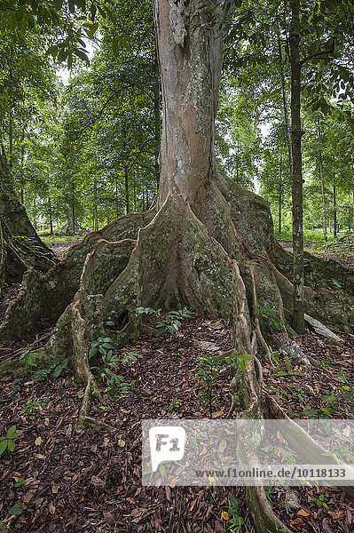 Katappenbaum (Terminalia catappa)  auch Seemandelbaum  Indische Mandel  Lonthor  Banda Insel  Molukken  Indonesien  Asien