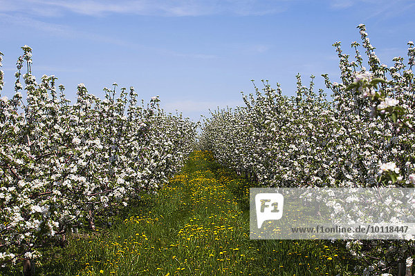Apfelplantage zur Blüte,  spätes Frühjahr,  St. Paul d'Abbotsford,  Estrie,  Québec,  Kanada,  Nordamerika