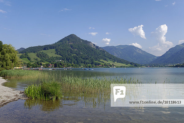 Ufer am Schliersee  Schliersee  Oberbayern  Bayern  Deutschland  Europa