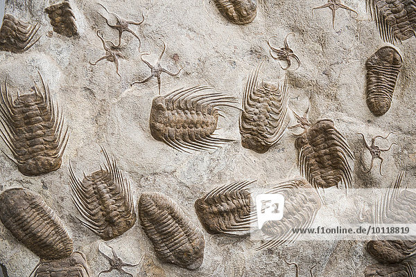 Trilobita  fossile Trilobiten  gefunden bei Rissani  Marokko  Afrika