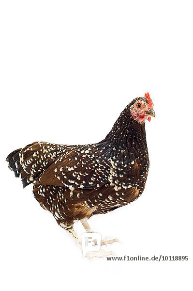 Zwerg-Sussex  Hühnerrasse  Huhn