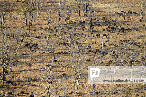 Kaffernbüffel  Steppenbüffel  Afrikanische Büffel  Schwarzbüffel (Syncerus caffer)  Herde in der Baumsavanne  Luftaufnahme bei Morgenlicht  South Luangwa Nationalpark  Sambia  Afrika