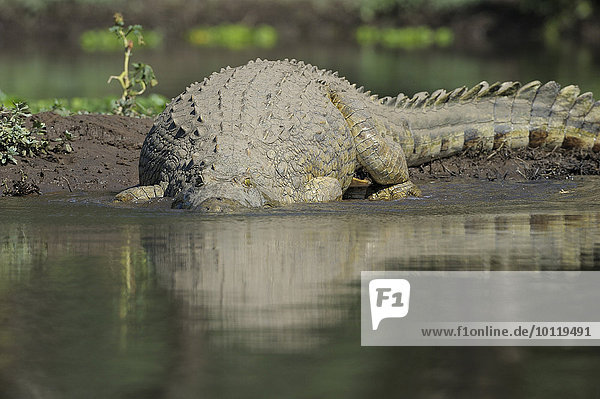 Nilkrokodil (Crocodylus niloticus)  ins Wasser gleitend  Sambesi Fluss  Lower Zambesi Nationalpark  Sambia  Afrika