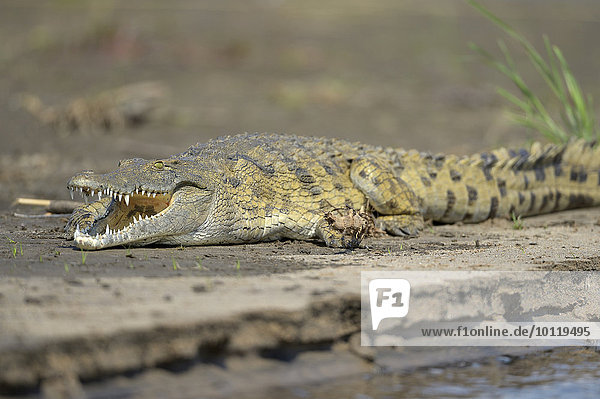 Nilkrokodil (Crocodylus niloticus)  am Ufer liegend  beim Sonnenbad  Sambesi Fluss  Lower Zambesi Nationalpark  Sambia  Afrika
