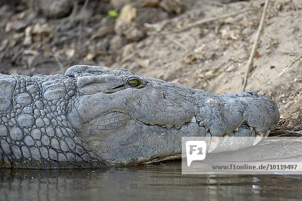 Nilkrokodil (Crocodylus niloticus)  am Ufer liegend  Sambesi Fluss  Lower Zambesi Nationalpark  Sambia  Afrika