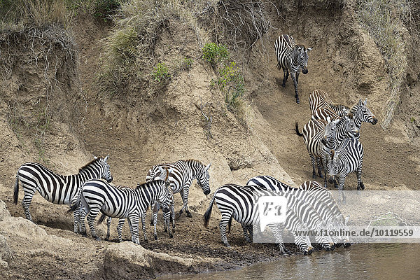 Steppenzebra  (Equus quagga)  Herde bei der Migration  große Wanderung  Fluss Überquerung  zögernd  trinkend  am Steilufer  Mara Fluss  Masai Mara Nationalreservat  Kenia  Afrika
