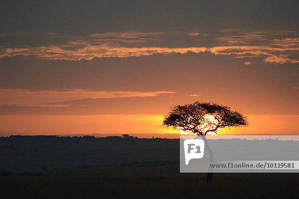 Sonnenaufgang  Gegenlicht  Einzelner Baum  Schirmakazie in der Steppe  bewölkter Himmel  Masai Mara Nationalreservat  Kenia  Afrika