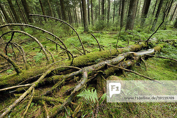 Totholz im Fichten-Urwald  Gemeine Fichte (Picea abies)  Nationalpark Harz  Niedersachsen  Deutschland  Europa
