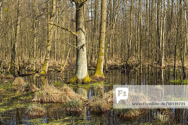 Auwald mit Stieleichen (Quercus robur) im Frühjahr  Naturschutzgebiet Drömling  Niedersachsen  Deutschland  Europa