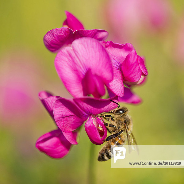 Westliche Honigbiene oder Europäische Honigbiene (Apis mellifera) an Blüte einer Platterbse (Lathyrus sp.),  Thüringen,  Deutschland,  Europa