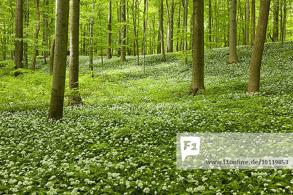 Rotbuchenwald (Fagus sylvatica) mit blühendem Bärlauch  Waldknoblauch oder Wilder Knoblauch (Allium ursinum)  Nationalpark Hainich  Thüringen  Deutschland  Europa