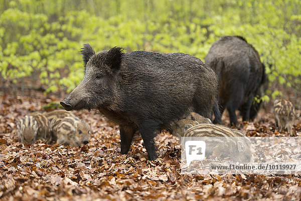 Wildschweine (Sus scrofa)  Bachen und Frischlinge im Frühjahrswald  captive  Nordrhein-Westfalen  Deutschland  Europa