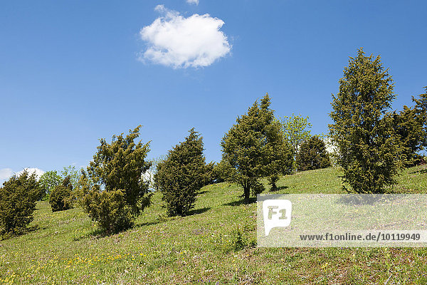 Wachholdertriften oder Wachholderheiden  Gemeiner Wachholder (Juniperus communis)  bei Craula  Thüringen  Deutschland  Europa