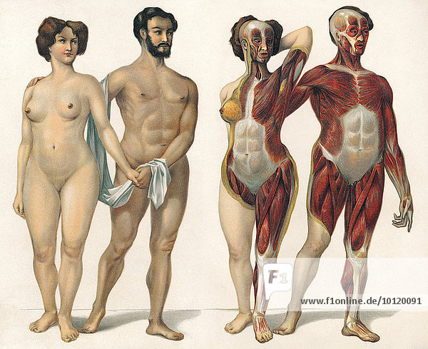 Die oberflächlichen Muskeln des Menschen  Gesundheitsratgeber  19. Jahrhundert  Illustration