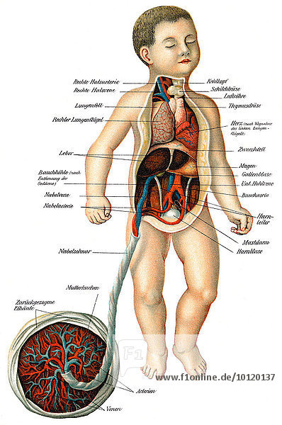 Verlauf der Nabelschnurgefäße Gesundheitsratgeber 19. Jahrhundert Illustration